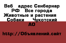 Веб – адрес Сенбернар.РФ - Все города Животные и растения » Собаки   . Чукотский АО